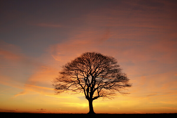 Tree Silhouette dawn  Picture Board by Simon Johnson