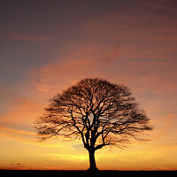 Buy canvas prints of Tree Silhouette dawn  by Simon Johnson