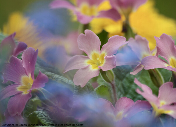 Primula flowers Picture Board by Simon Johnson