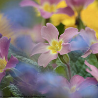 Buy canvas prints of Primula flowers by Simon Johnson