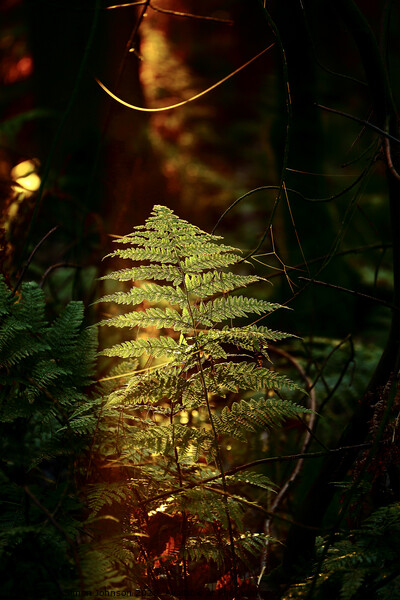 Sunlit fern Picture Board by Simon Johnson