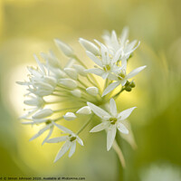 Buy canvas prints of Wild garlic  flower by Simon Johnson
