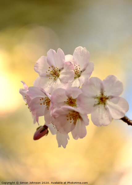  Spring Blossom  Picture Board by Simon Johnson