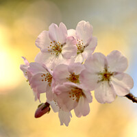 Buy canvas prints of  Spring Blossom  by Simon Johnson