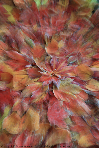 Autumn explosion Picture Board by Simon Johnson