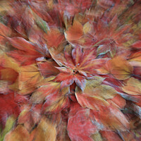 Buy canvas prints of Autumn explosion by Simon Johnson