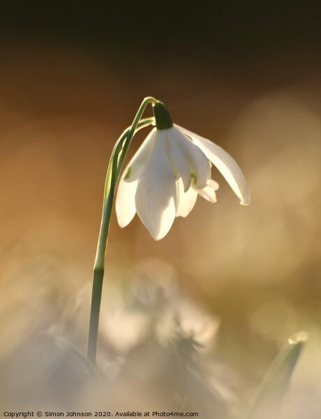 isolated sunlit snowdrop Picture Board by Simon Johnson