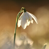 Buy canvas prints of isolated sunlit snowdrop by Simon Johnson