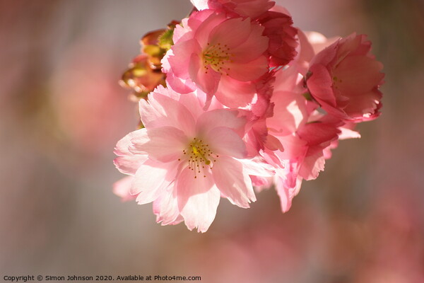 Pink cherry Blossom Picture Board by Simon Johnson