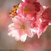 Buy canvas prints of Pink cherry Blossom by Simon Johnson