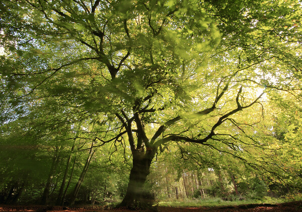 Sunlit spring Beech tree Picture Board by Simon Johnson