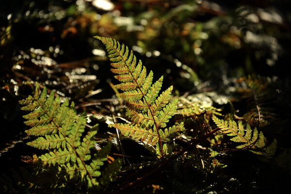 sunlit ferns Picture Board by Simon Johnson