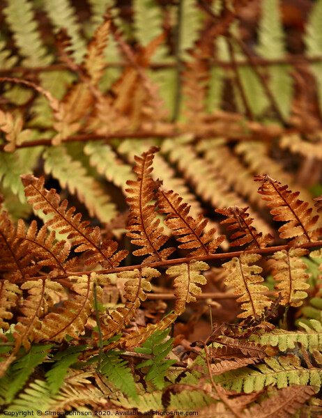 Fern leaves Picture Board by Simon Johnson