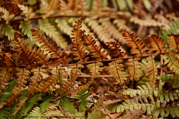 Fern  leaves Picture Board by Simon Johnson