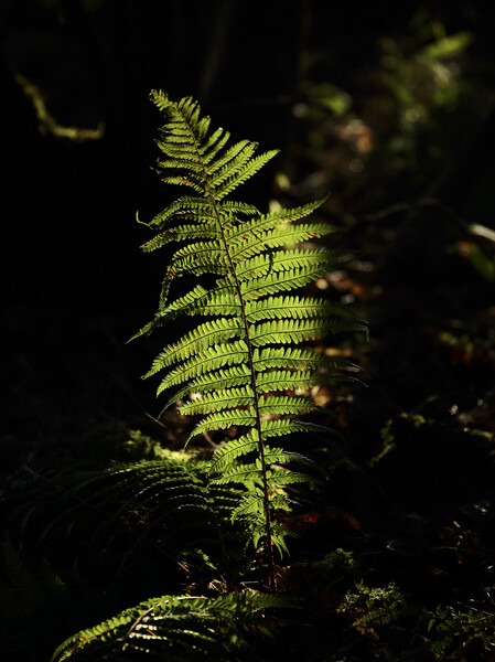 Sunlit fern  Picture Board by Simon Johnson