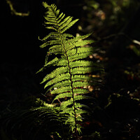 Buy canvas prints of Sunlit fern  by Simon Johnson