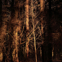 Buy canvas prints of sunlit Woodland by Simon Johnson