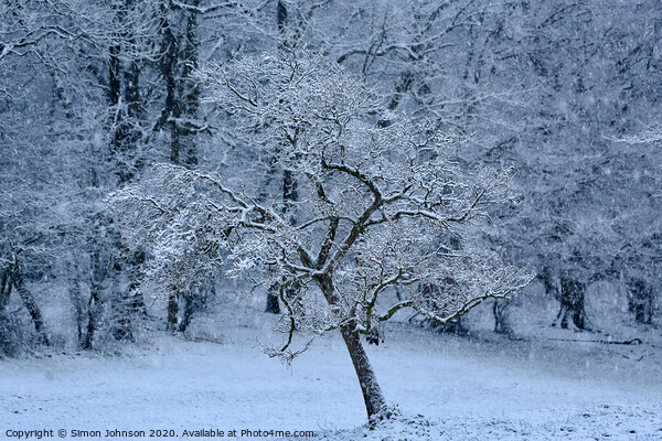 winter wonderland Picture Board by Simon Johnson