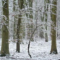 Buy canvas prints of Winter woodland by Simon Johnson