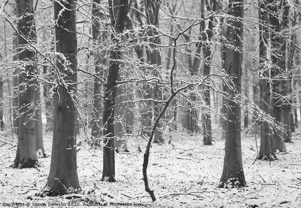 Winter woodland Picture Board by Simon Johnson