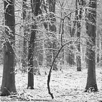 Buy canvas prints of Winter woodland by Simon Johnson