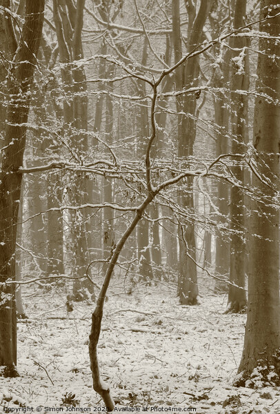 Beech tree in snow  Picture Board by Simon Johnson
