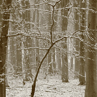 Buy canvas prints of Beech tree in snow  by Simon Johnson
