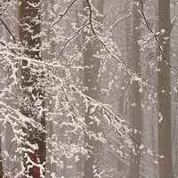 Buy canvas prints of Winter woodland snow by Simon Johnson