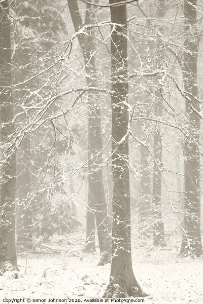 snowy woodland Picture Board by Simon Johnson