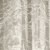Buy canvas prints of snowy woodland by Simon Johnson