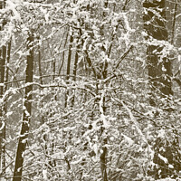 Buy canvas prints of Woodland blizzard by Simon Johnson