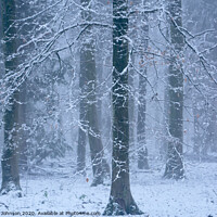 Buy canvas prints of Woodland snowscape by Simon Johnson