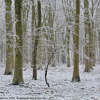 Buy canvas prints of Woodland winter by Simon Johnson