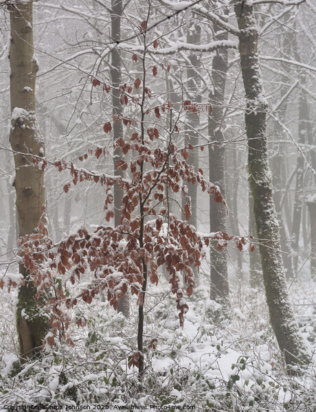 Frosted Beech tree  Picture Board by Simon Johnson
