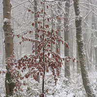 Buy canvas prints of Frosted Beech tree  by Simon Johnson