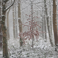 Buy canvas prints of Frosted woodland  by Simon Johnson