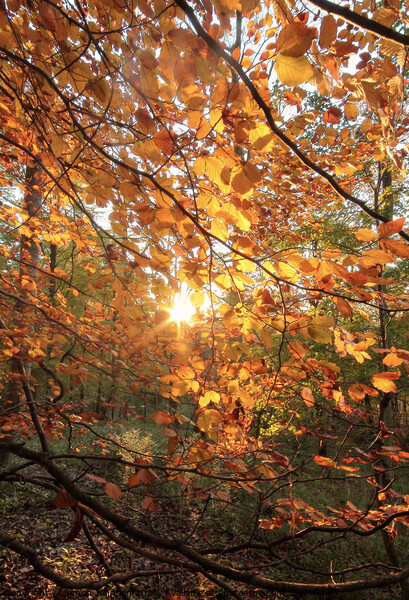 Autumn sunlght Picture Board by Simon Johnson