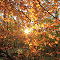 Buy canvas prints of Autumn sunlght by Simon Johnson