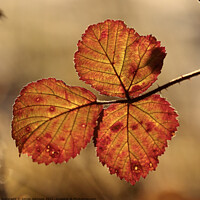 Buy canvas prints of autumn coloured  leaves by Simon Johnson