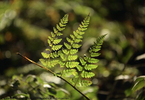 sunlit fern leaves Picture Board by Simon Johnson