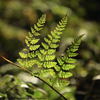 Buy canvas prints of sunlit fern leaves by Simon Johnson