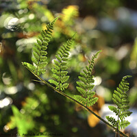 Buy canvas prints of fern leaves by Simon Johnson
