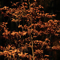 Buy canvas prints of Sunlit beech leaves  by Simon Johnson