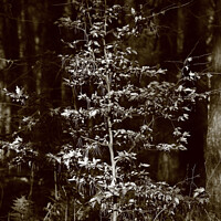 Buy canvas prints of Sunlit Beech tree by Simon Johnson