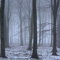 Buy canvas prints of Winter Woodland mist by Simon Johnson