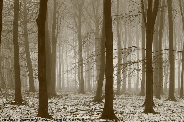 Winter woodland, Picture Board by Simon Johnson