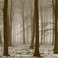 Buy canvas prints of  Winter woodland, by Simon Johnson