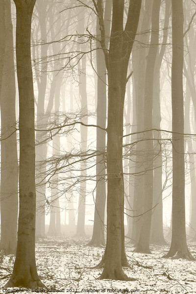 Woodland mist Picture Board by Simon Johnson