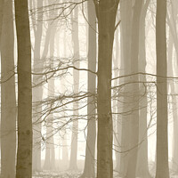 Buy canvas prints of Woodland mist by Simon Johnson