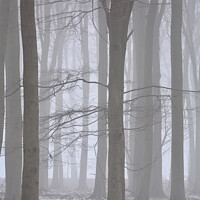 Buy canvas prints of woodland mist by Simon Johnson